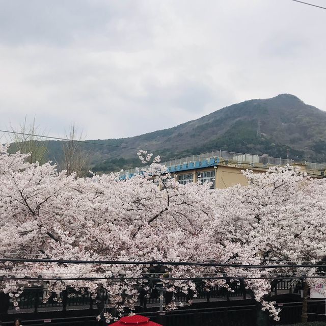 20240404韓國鎭海慶和火車站和余佐川的櫻花爆炸盛開