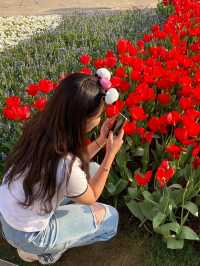 🌷지금가면 봄여행으로 찰떡인 "에버랜드 튤립축제"🌷