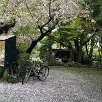 井原堤水邊公園：絢爛櫻花