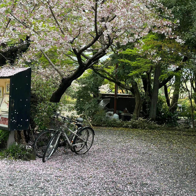 井原堤水邊公園：絢爛櫻花