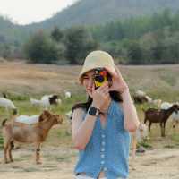 มาใจฟู ดูแพะ ที่เขื่อนปราณบุรีกัน Go Go!! 🌴🐐🫶🏻