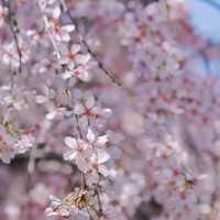 六角堂：櫻花繚繞的秘境