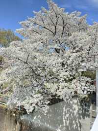 Akabane Sakuratsutsumi Park