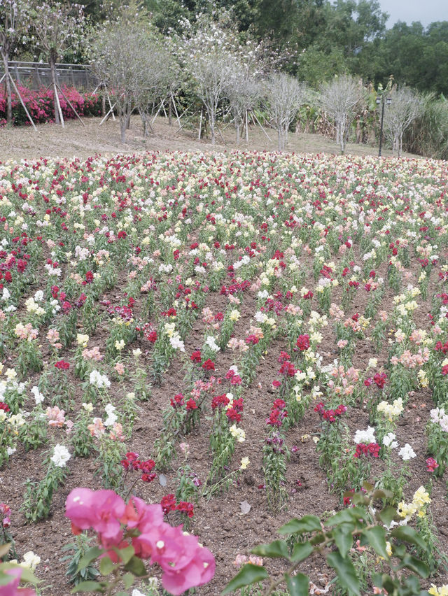 城市中的綠洲，珠海香山湖