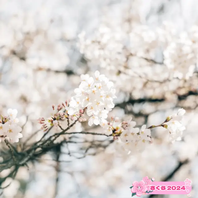 【長野】桜満開！塩羊羹と楽しむお花見🌸