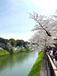 東京　東京観光　千鳥ヶ淵緑道の桜並木は最高！