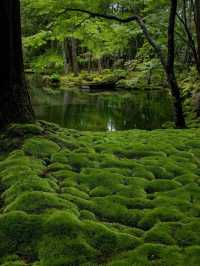 綠色秘境：西芳寺，苔之詩篇