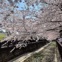 전국에서 가장 유명한 벚꽃축제 군항제🌸
