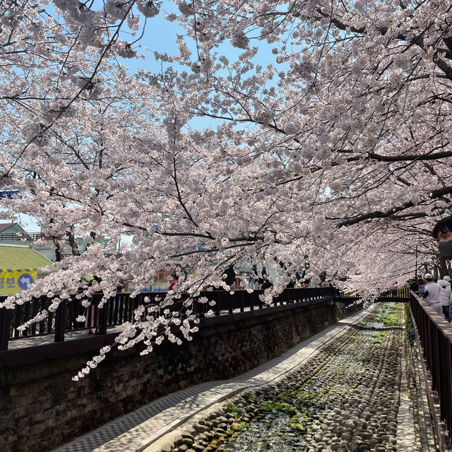 전국에서 가장 유명한 벚꽃축제 군항제🌸