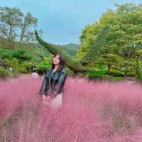 '율봄 식물원' 아담한 핑크 뮬리 정원. 🌺