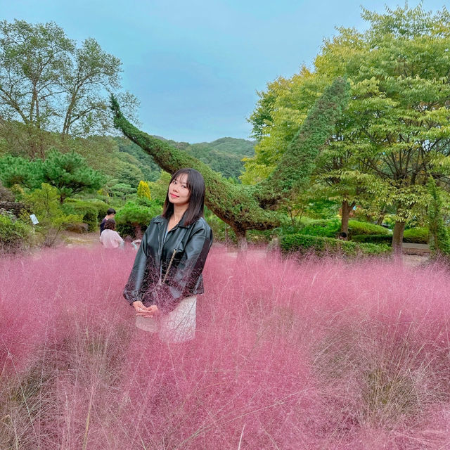 '율봄 식물원' 아담한 핑크 뮬리 정원. 🌺