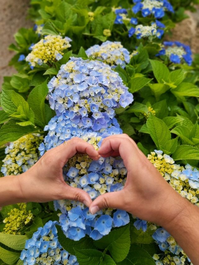 수국은 아직 더 기다려야한 가덕도 야생화단지🌸