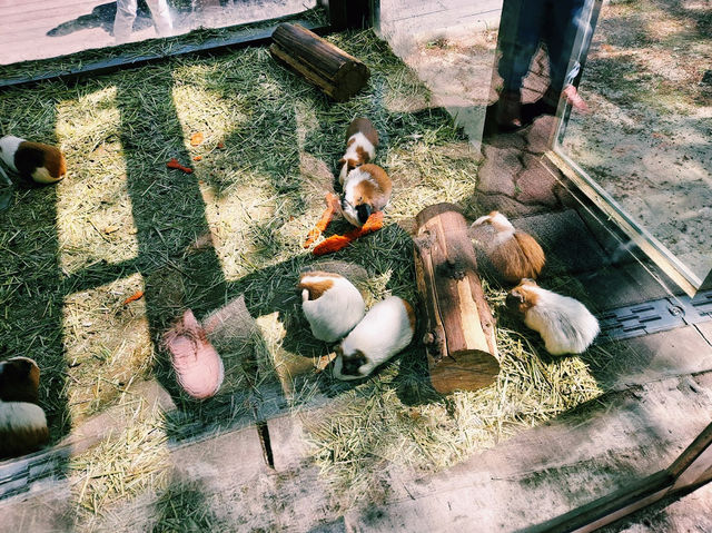 Jinyangho Zoo
