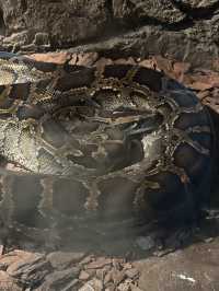 深圳野生動物園：保護與觀賞，充滿教育價值