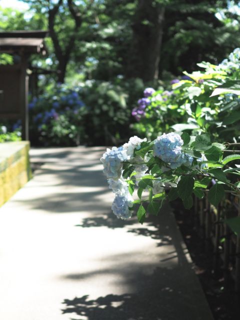 【池上】初夏と紫陽花とカフェ巡り𓍯𓇠