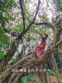 【奄美大島】シアワセの木、カジュマルの木