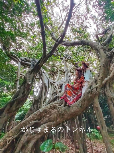 奄美大島】シアワセの木、カジュマルの木 | Trip.com 宇検村 奄美大島】シアワセの木、カジュマルの木 | Trip.com 宇検村
