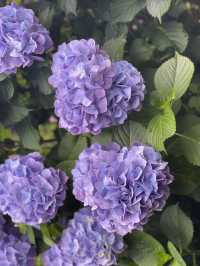圧巻の紫陽花グラデ💠一度は行きたい愛知のあじさい名所☺️💠