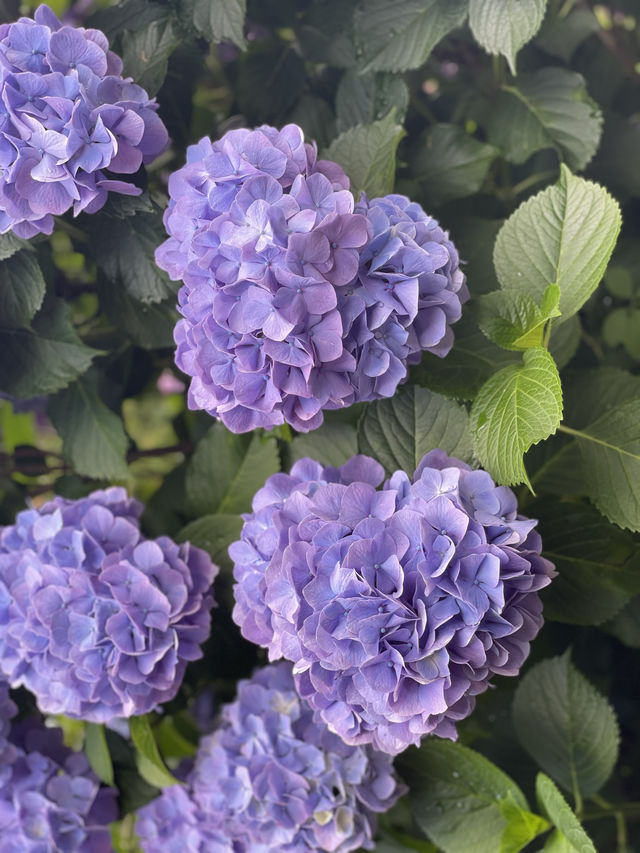圧巻の紫陽花グラデ💠一度は行きたい愛知のあじさい名所☺️💠