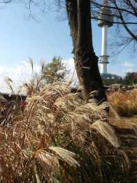 識玩一定要紅葉時去「首爾塔」