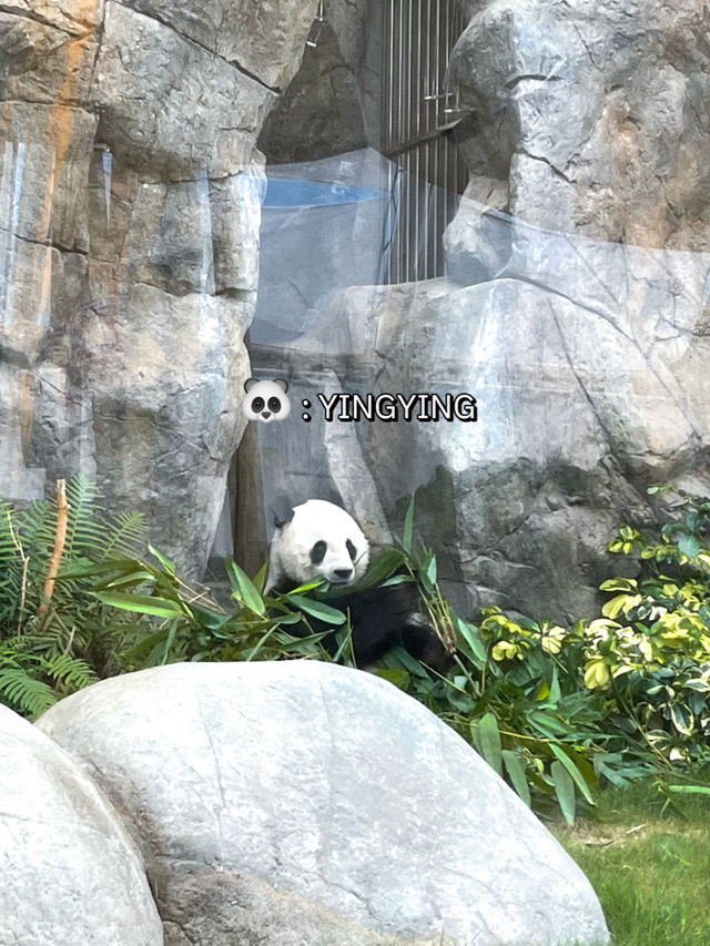 ไปดูน้องแพนด้าที่ฮ่องกงกัน 🐼🎋