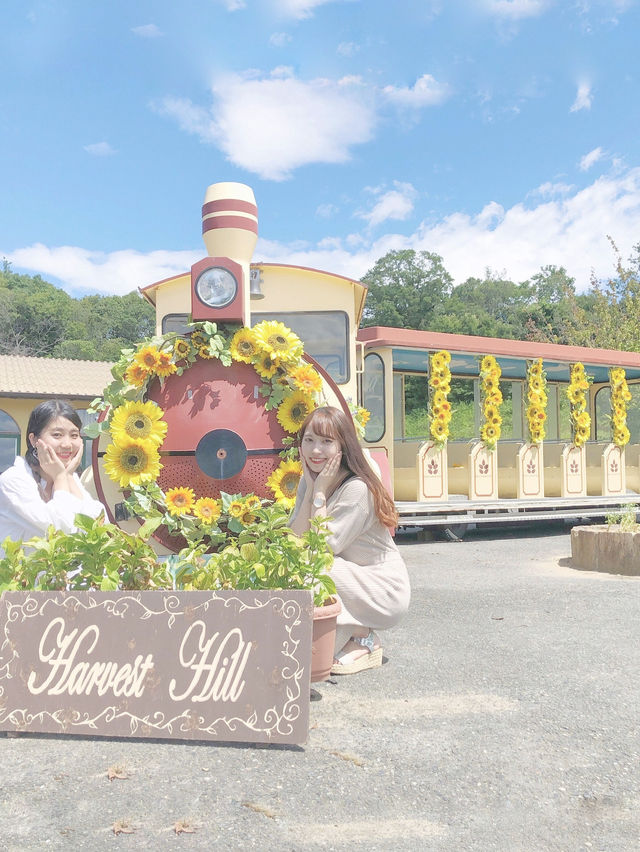この夏行きたい！ひまわり畑🌻