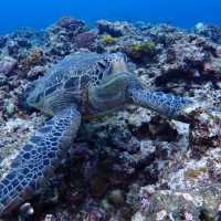 ハートアイランドで🐢🤿シュノーケリング