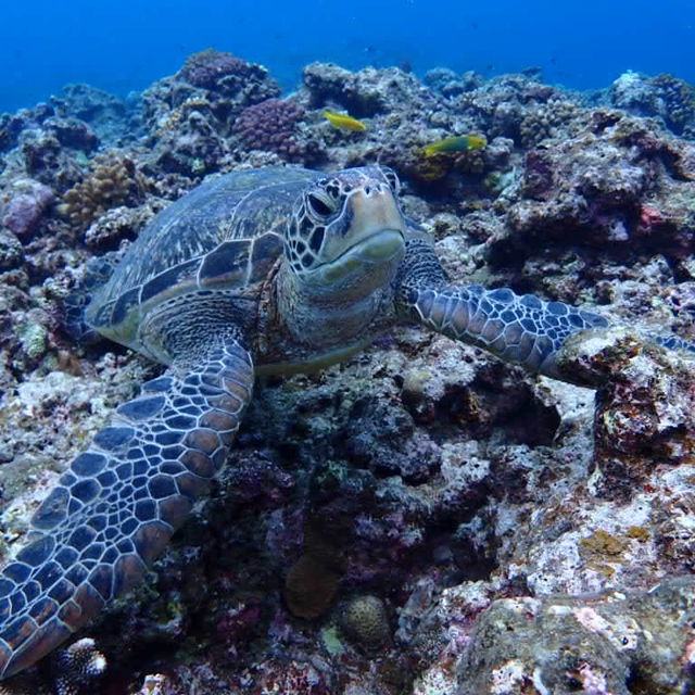 ハートアイランドで🐢🤿シュノーケリング