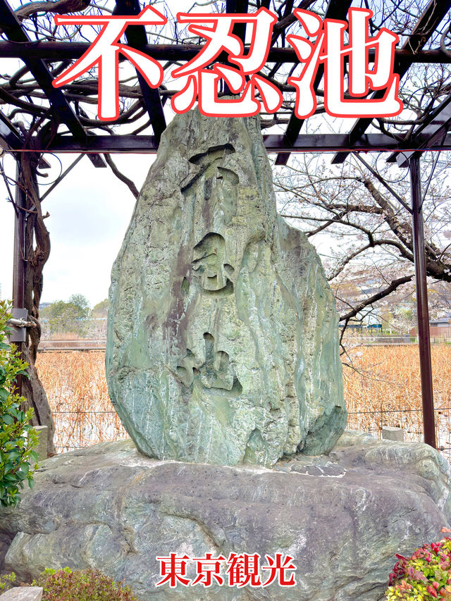 東京　東京観光　絶対外せない観光スポット不忍池に行ってきたぞ！
