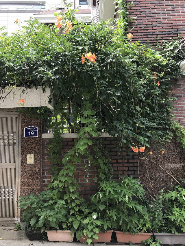 서울 서촌의 여름 ‘능소화’ 포토스팟 추천 🌺