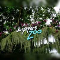 🦦🦧🦍🐟🐗新加坡奇妙野生動物園🦒🦘🐘🦚🐿️