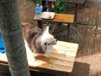ฌานหมากคาเฟ่ อ.บางคล้า จ.ฉะเชิงเทรา