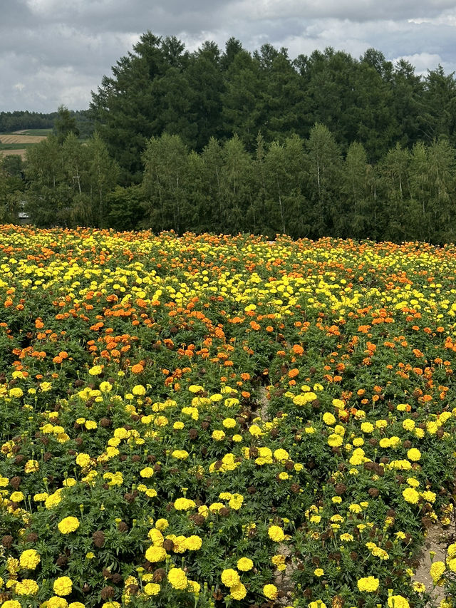 알록달록 다채로운 빛깔의 꽃의 향연,💐홋카이도 사계채의 언덕 여행💖