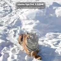 📍 Siberia Tiger Park 黑龙江·哈尔滨|东北虎林园  สถานที่ท่องเที่