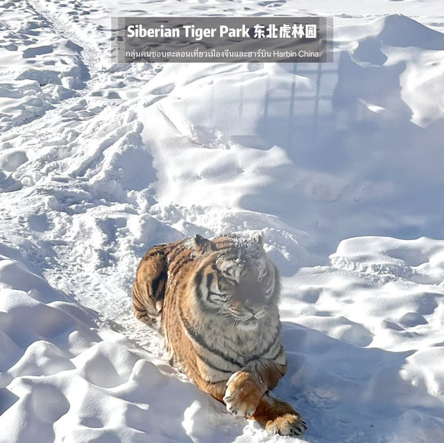 📍 Siberia Tiger Park 黑龙江·哈尔滨|东北虎林园  สถานที่ท่องเที่