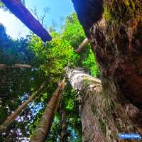 🇲🇾 Venture into Malaysia’s Ancient Taman Negara Forest