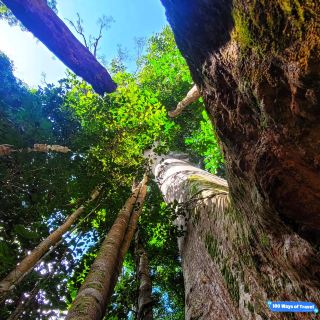 🇲🇾 Venture into Malaysia’s Ancient Taman Negara Forest
