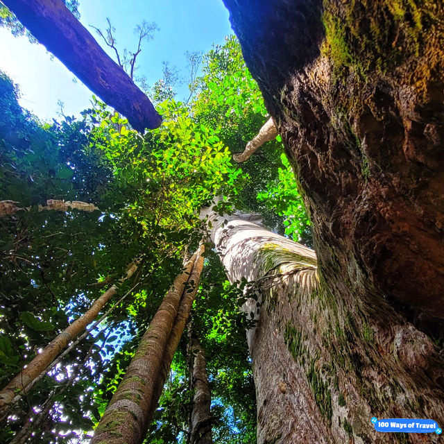 🇲🇾 Venture into Malaysia’s Ancient Taman Negara Forest