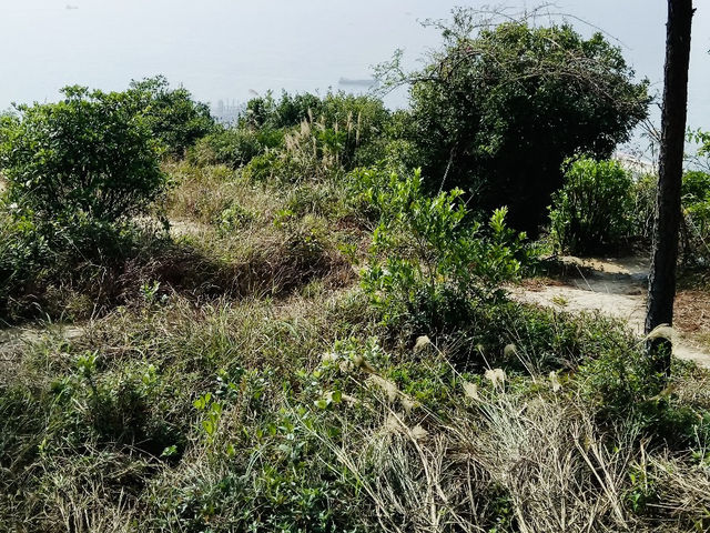 青衣自然徑：翠綠樹木、觀景台、壯麗海岸