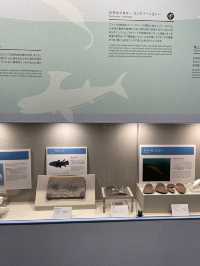【長崎県:野母崎】大迫力の恐竜の化石を見て学べる展示