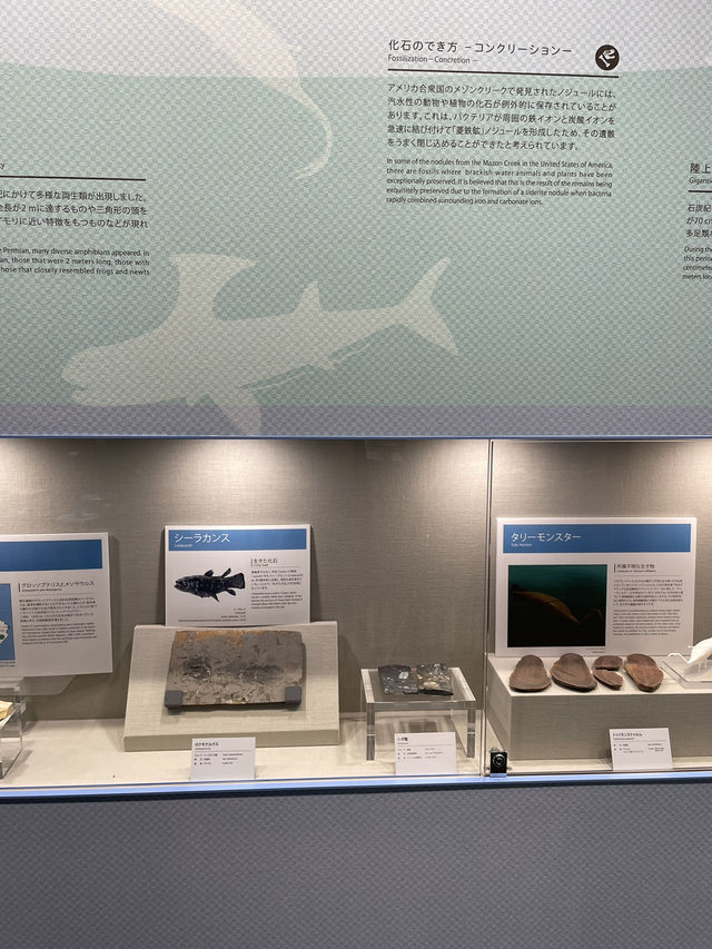 【長崎県:野母崎】大迫力の恐竜の化石を見て学べる展示