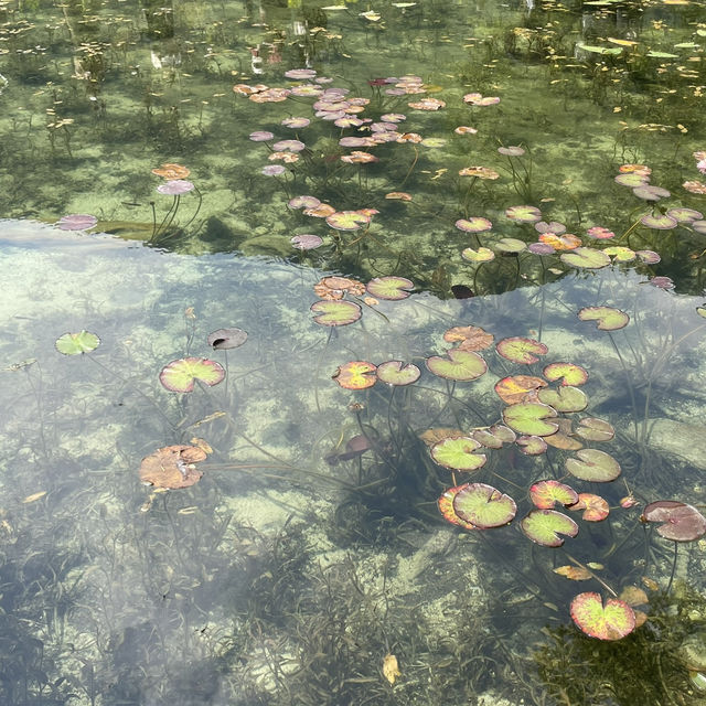 モネの池
