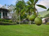 🌳The Banyan Leaf Resort