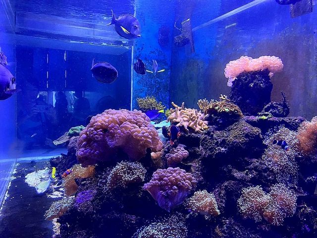 อควาเรียมบางแสน: อควาเรียมที่ไม่ควรพลาด 🐠