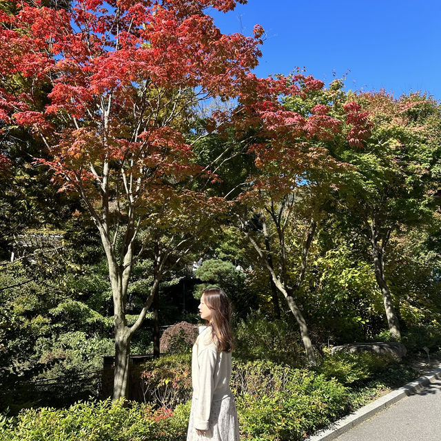 가을에 무조건 가야할 단풍맛집. 곤지암 화담숲🍁🍂