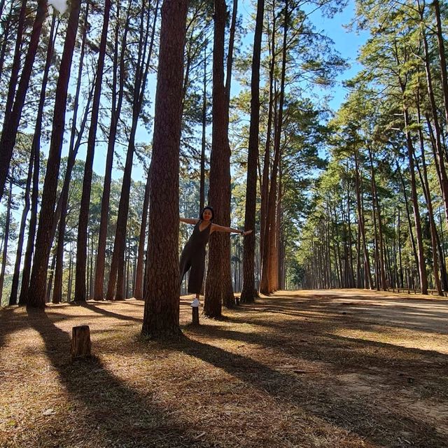 สถานีวนวัฒนวิจัยบ่อแก้ว เชียงใหม่ 🌲🌲