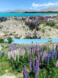 🇳🇿 Lupin Flowers in Full Bloom📍Lake Tekapo