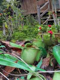 Hiking the Scenic Trails of Bung Jagoi, Bau