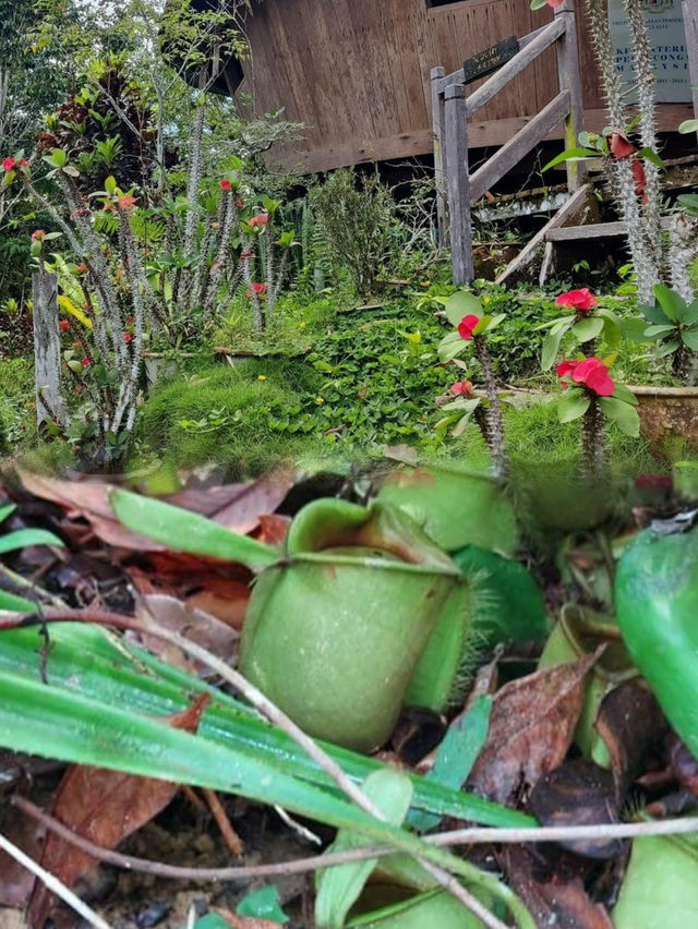Hiking the Scenic Trails of Bung Jagoi, Bau