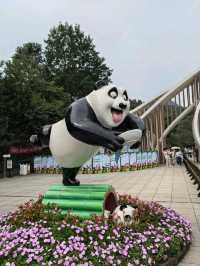 Get Close with Cute Panda in Chengdu Panda Base
